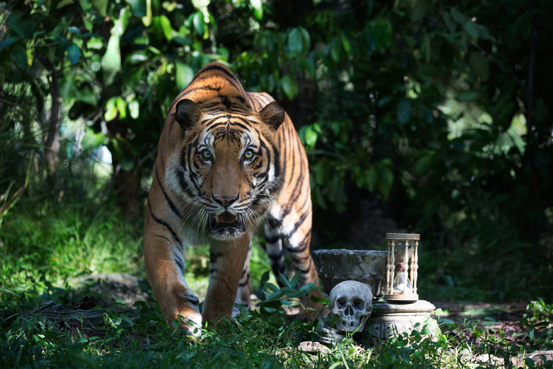 Areang 1. This tiger, named Areang, was saved from the tiger trade, which is pushing its species to extinction, but Areang was raised wild in a sanctuary in Cambodia.